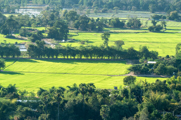 Aerial view of bright green rice fields and lush tropical vegetation. The rural landscape shows agricultural land with trees and palm trees under bright daylight. Peaceful countryside scenery.