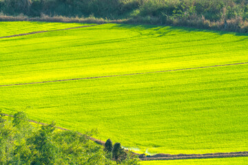 Vibrant green rice field in rural landscape. High angle view of lush agricultural paddy and bright sunlight. Concept of farming, organic growth, and sustainable food production.