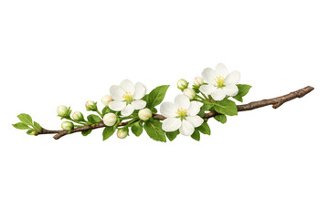 Obraz premium Blossoming apple branch with white flowers and green buds signaling spring on a transparent background