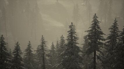 Obraz premium Soft snow blankets tall evergreen trees, creating a serene winter scene. Mist envelops the landscape, casting a dreamlike quality over the tranquil forest setting at dawn.