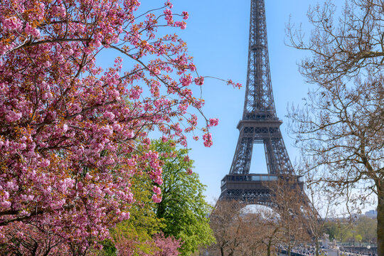 Cherry blossoms and the Eiffel Tower under a clear blue sky, spring in Paris, iconic landmark, elegant travel background, tourism concept