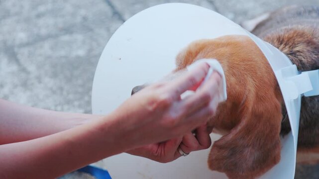 An owner tenderly wipes the face of an elderly Beagle dog, which is convalescing while wearing a protective cone. This intimate moment highlights the human-animal bond and dedicated at-home pet care