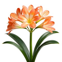 Obraz premium Vibrant Bush Lily (Clivia miniata) on White Solid Background Striking Orange Blossoms with Radiant Yellow Centers Represent Tropical Elegance Exotic Beauty and Alluring Indoor Garden Charm