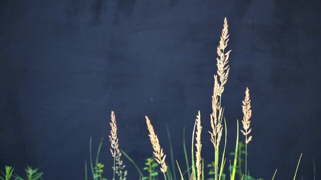 Golden grass stems glowing with sunlight at sunset against a dark background