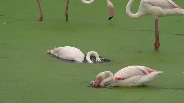 Flamingos Cleaning Themslves with Water Covered with Green Micro-organisms