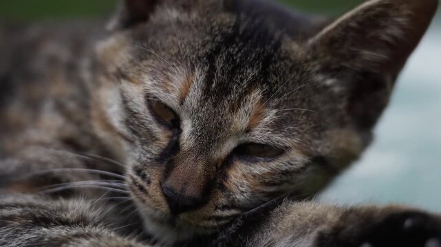 Extreme Close Up of a Kitten Falling Asleep As It Looks Staright At The Camera