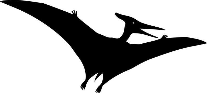 Dynamic pteranodon silhouette, vector illustration of a prehistoric flying reptile in flight.