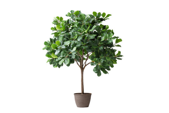 Fiddle leaf fig tree in a textured brown pot isolated on black plant