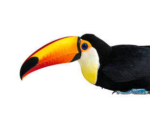 Obraz premium Vibrant toucan with a striking, oversized beak on a black background