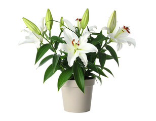 Blooming white lilies in a pale pot on a black background © jescika