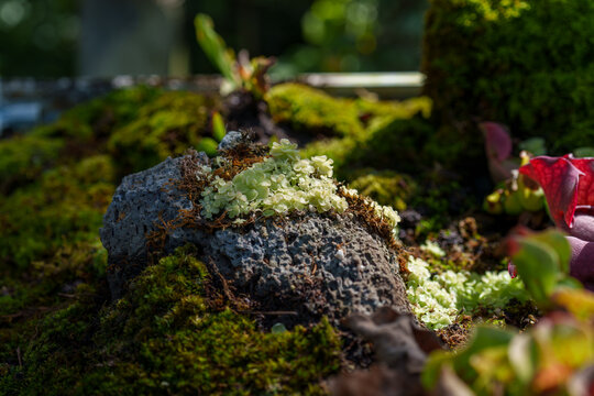 Close-up photo of a tiny, cute green carnivorous sundew (Drosera) growing