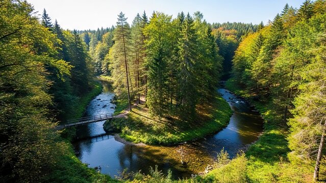 A forest river forks around a wooded island spanned by a small footbridge