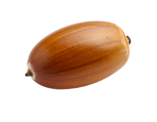 A single, shiny brown acorn with faint vertical lines against a black background