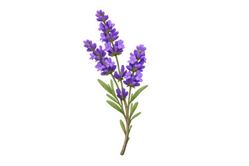 Obraz premium Fresh lavender sprig with purple blossoms, depicting herbal medicine, natural beauty, and aromatherapy on transparent background