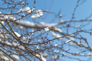 Ice begins to thaw on delicate branches, Frost recedes revealing vibrant skies and emerging buds, Soft glow highlights melting snow and blooming signals of change