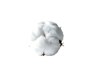 A fluffy white cotton boll rests against a stark black background