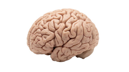 Human Brain Anatomy Model isolated on Transparent Background