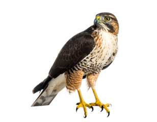 Majestic raptor perches alertly, showcasing intricate plumage and sharp talons