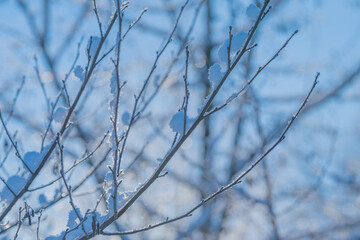 Fototapeta premium Bright winter scenery, Glittering trees in sunny park, Cool winter landscape illuminated by sunlight, Shimmering frosted branches basking in peaceful winter sunlight