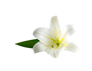 Fototapeta premium Delicate white lily with green leaf, isolated on black background