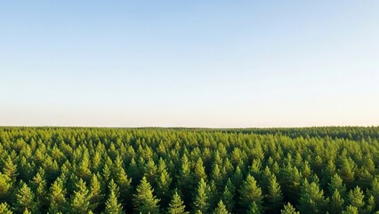 Aerial view of a dense green forest under a clear light blue sky