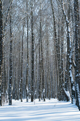 Birch trees pathway, Icecold daylight illuminates slender birch trees in winter, Photograph showcasing towering birch trees forming narrow corridor with long shadows