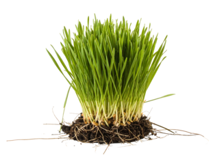 Lush green blades sprout from a healthy root system
