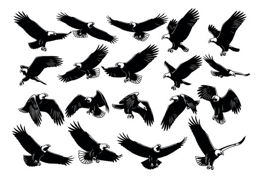 Graphic eagles set featuring multiple bald eagles in dynamic flight poses for design elements
