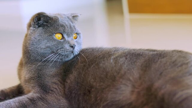 Side profile of a grey Scottish Fold cat lying down on the floor. Calm domestic pet resting at home, looking away with bright orange eyes. High-quality video with selective focus on the face.