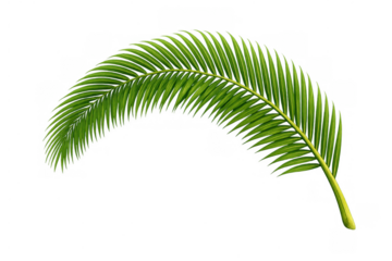 Tropical palm leaf frond depicting summer holidays and exotic travel with transparent background
