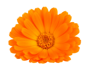 Vibrant orange flower with layered petals, showcasing a textured center