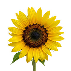 Obraz premium Bright yellow sunflower bloom