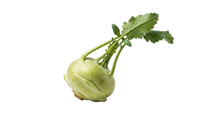 Vibrant kohlrabi bulb with lush green leaves isolated on a pure white backdrop ready for culinary use