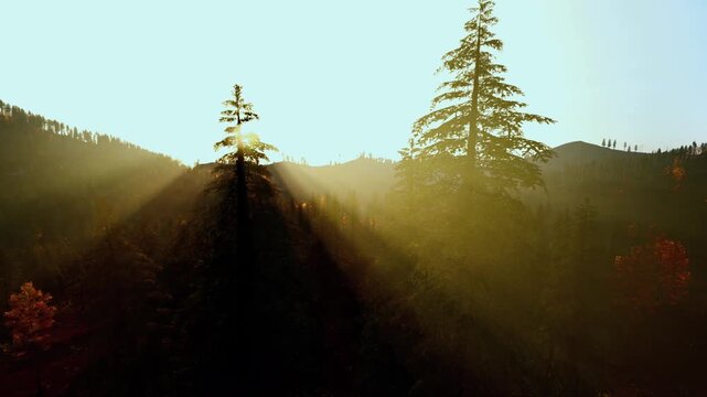 sunbeams piercing mist across rolling ridge, golden backlight creates long silhouettes, autumnal glow on pines, photographer scouting viewpoint vibe