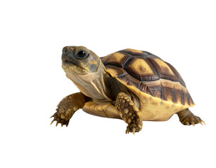 Small reptile with patterned shell and textured skin, studio shot