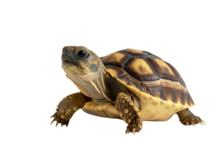 Small reptile with patterned shell and textured skin, studio shot