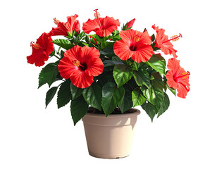 Vibrant potted hibiscus bush displaying multiple large, red blossoms and lush green leaves