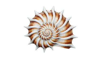 Fototapeta premium Spiral Seashell with Spikes