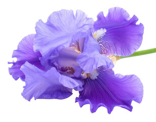 Majestic purple iris bloom with ruffled petals on black