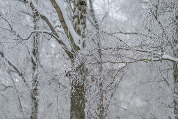 Snowcovered tree trunk standing amid frosty woods, rough bark textures highlighted by white...