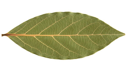 Obraz premium Close Up of a Single Green Leaf with Visible Veins on Black Background texture nature