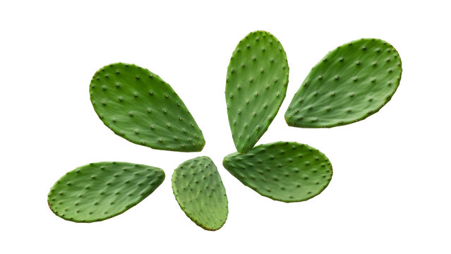 Six vibrant green prickly pear cactus paddles arranged artistically against a stark white background, showcasing unique textured surfaces, organic