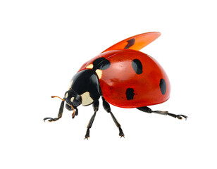 Detailed macro shot of a bright red spotted insect with open wings