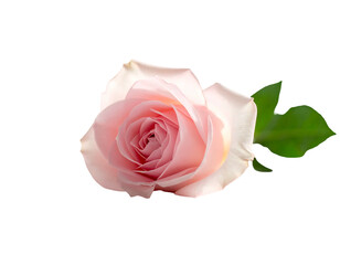 Naklejka premium Delicate pink rose blossom with green leaves, isolated on black