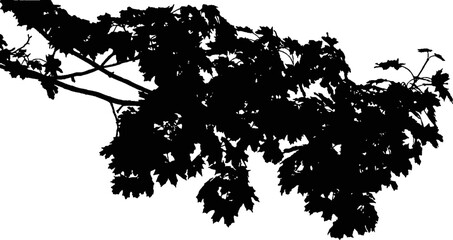 Obraz premium Black tree branch silhouette isolated on white background. Detailed vector illustration of nature plant.Natural tree shadow overlay. Vector silhouette of leaves and branches for design element 