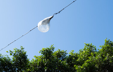 A single, clear, low-hanging light bulb on a wire is suspended above a dense canopy of bright green trees against a stark blue sky, creating a simple, atmospheric urban detail.