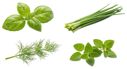 Fresh culinary herbs basil chives dill oregano healthy food ingredients