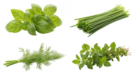 Fresh herbs basil chives dill oregano healthy food ingredients transparent background