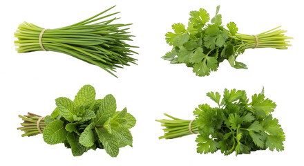 Fresh herbs bundles mint parsley chives cilantro isolated natural green