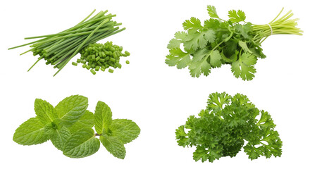 Fresh herbs chives coriander mint and parsley healthy food transparent background
